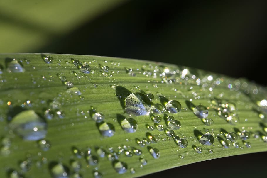 herb, raindrops, nature, green, dew, wet, water, non, plants HD wallpaper