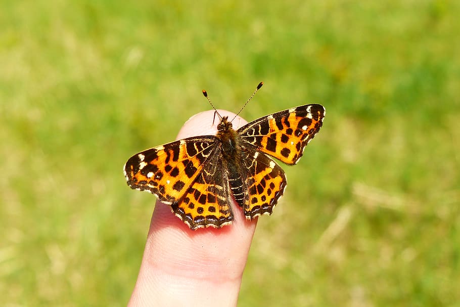 human hand, human body part, animal themes, animal wing, butterfly - insect HD wallpaper