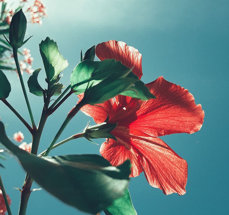 Hd Wallpaper Red Hibiscus Flower Flora Plant Gladiolus Blossom Geranium Wallpaper Flare 6294