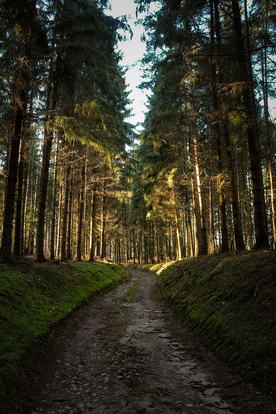Green Grass Pathway, conifer, coniferous trees, environment, evergreen HD wallpaper
