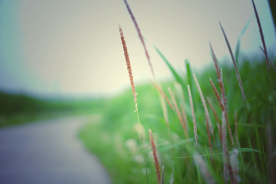 plant, growth, green color, nature, beauty in nature, grass HD wallpaper