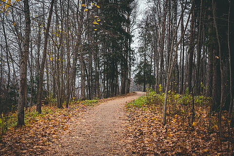 pathway between tall trees, plant, ground, birch, tree trunk HD wallpaper
