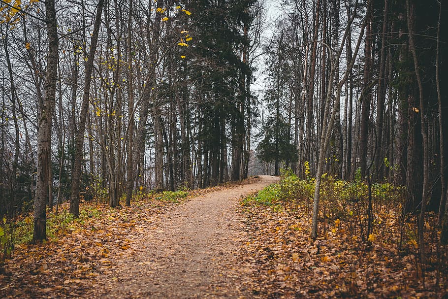 pathway between tall trees, plant, ground, birch, tree trunk HD wallpaper