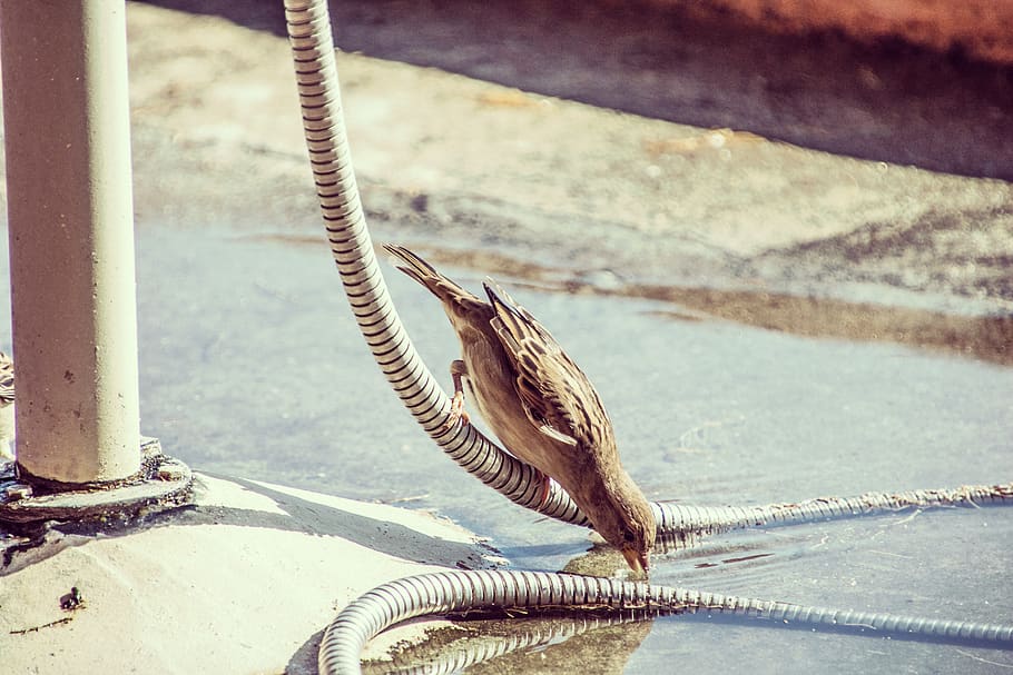 greece, kos, sparrow, bird, water, drinking, animal themes HD wallpaper