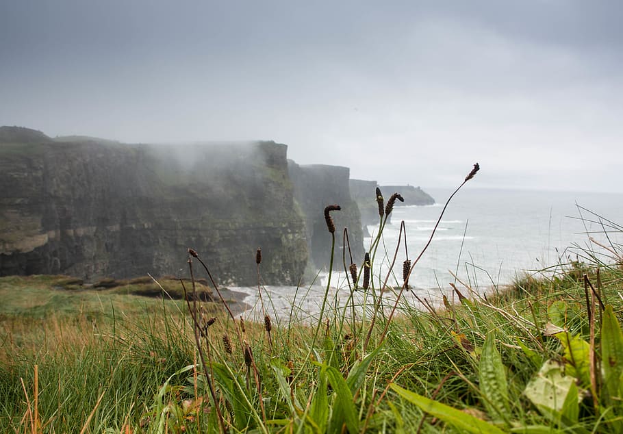ireland, cliffs of moher, sea, mist, grass, water, plant, nature, HD wallpaper