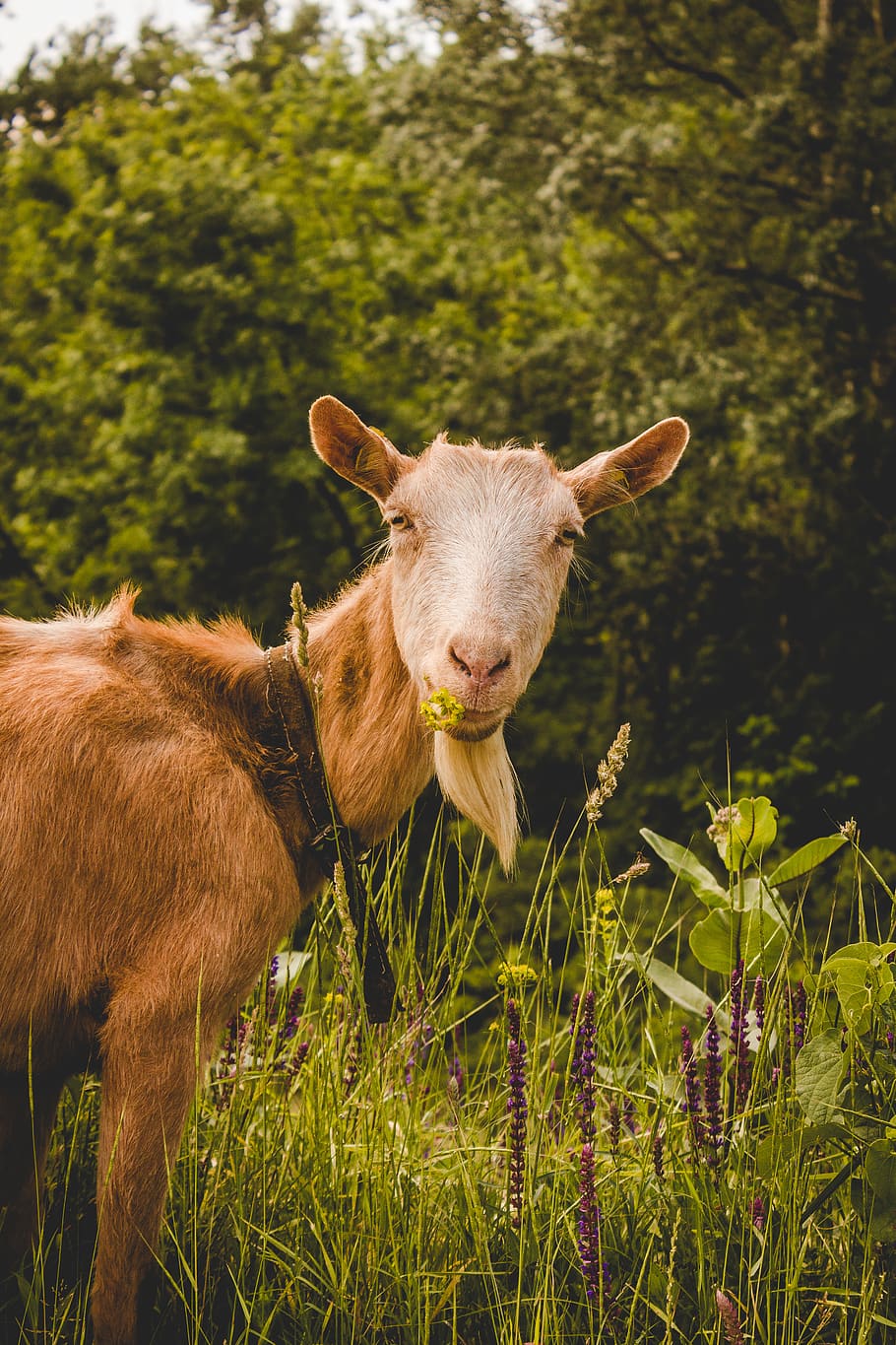 brown goat at forest eating grass, animal, mammal, serbia, vojvodina, HD wallpaper