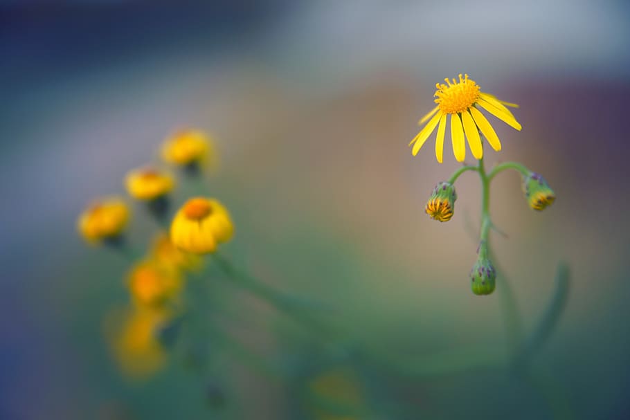 Close-up Photo of Yellow Aster Flower, beautiful, bloom, blooming HD wallpaper