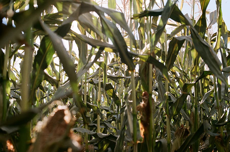 canada, kelowna, berard road, maize, corn, sky, maze, stalks HD wallpaper