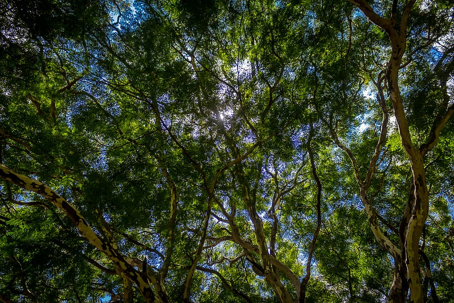 trees, forest, sea, seaoftrees, sky, green, blue, plant, low angle view HD wallpaper