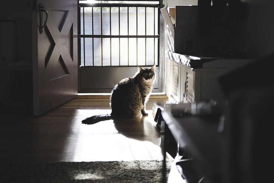 cat, sunday, home, mammal, animal, animal themes, one animal HD wallpaper