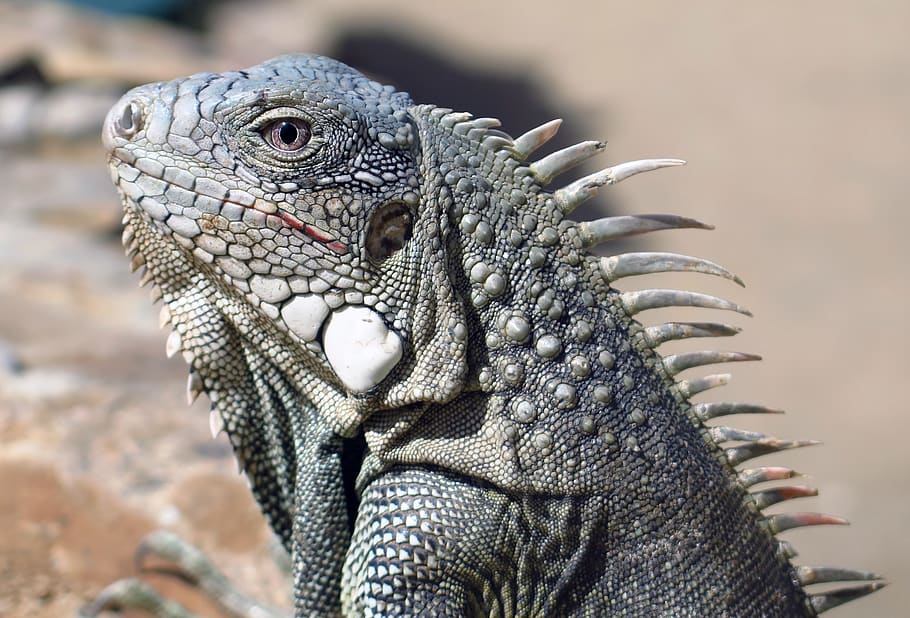 gray gecko, reptile, animal, lizard, bonaire iguana, iguana close up HD wallpaper