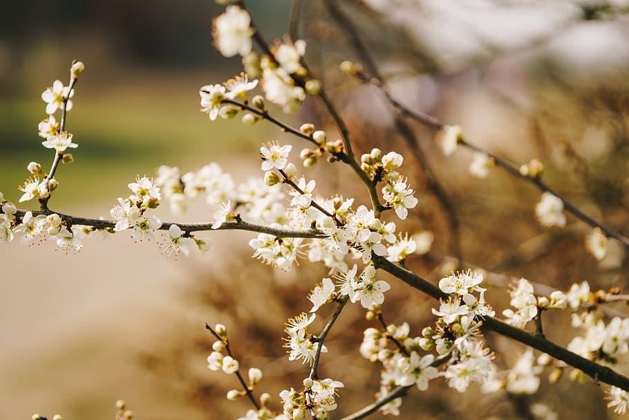 white-petaled flowers, flowering plant, freshness, fragility HD wallpaper
