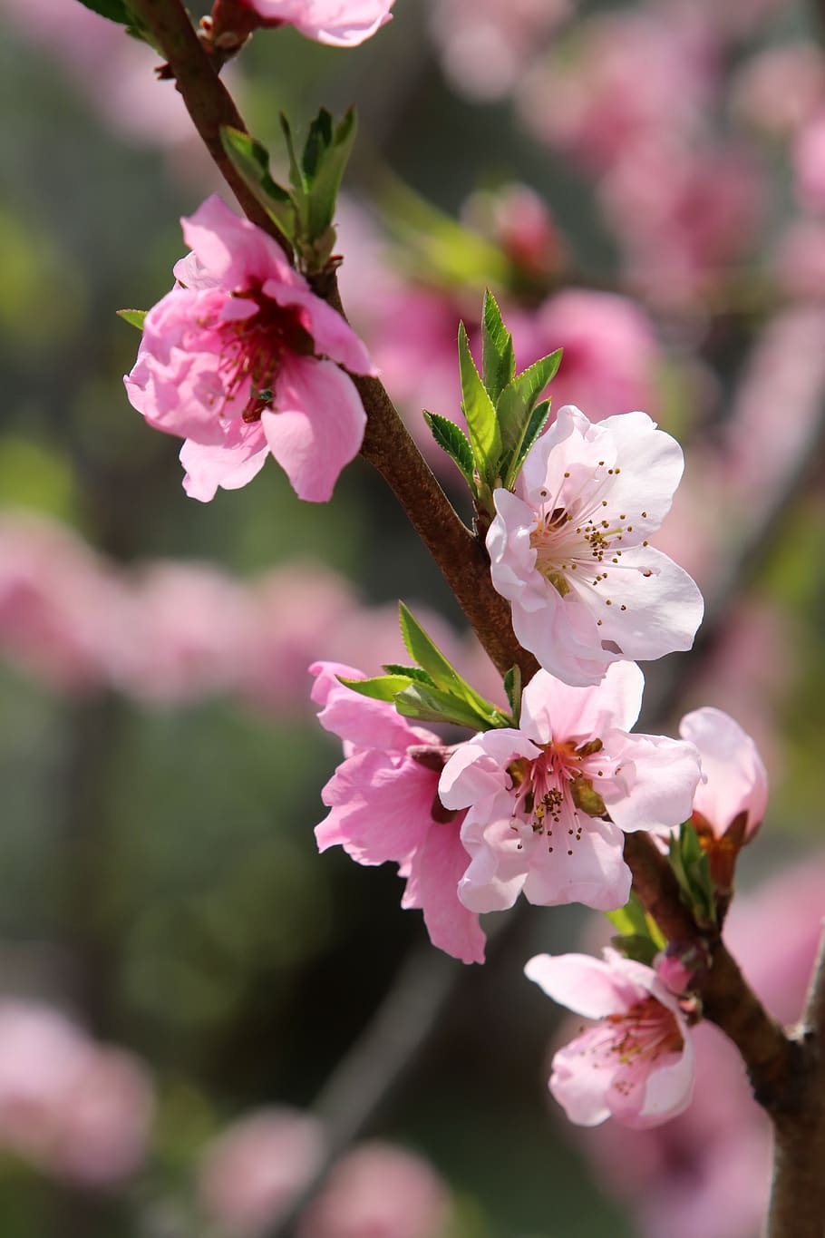 HD wallpaper: spring, copy flower, cherry blossom, flowers, pink ...