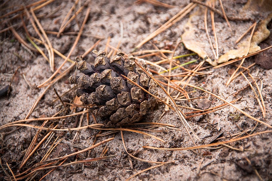 pine cones, sand, pinecone, beach, baltic sea, tap, dry, plant HD wallpaper