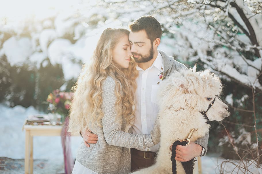 Couple With A Llama, animal, HEROESBRIEF, love, man, people, snow, HD wallpaper