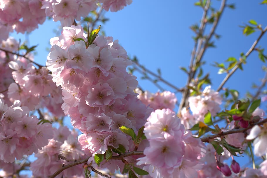 cherry tree, cherry blossom, spring, bloom, white, fruit tree HD wallpaper