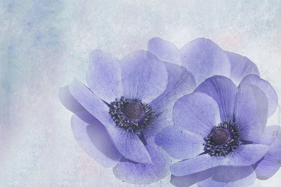 anemone, spring, early bloomer, flower, nature, plant, background, HD wallpaper