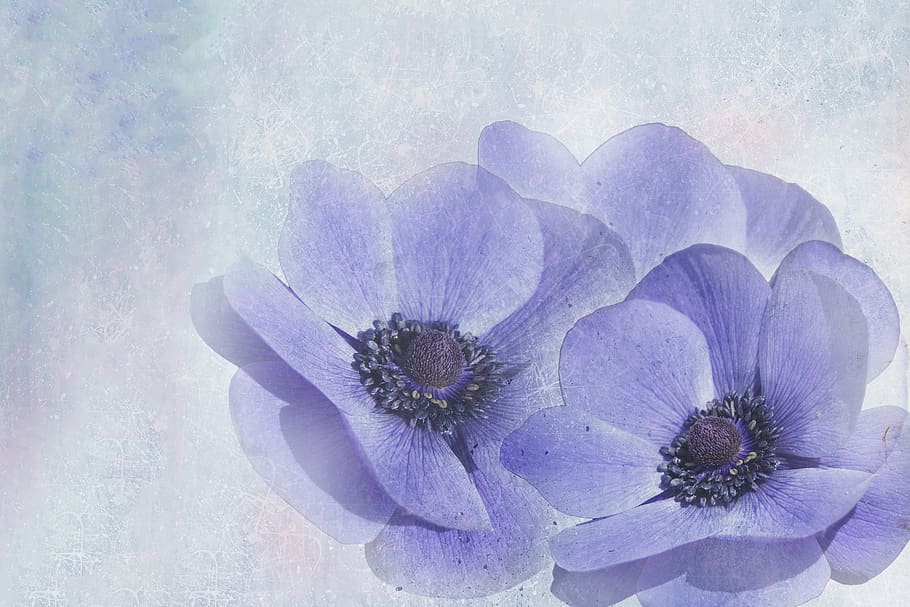 anemone, spring, early bloomer, flower, nature, plant, background HD wallpaper