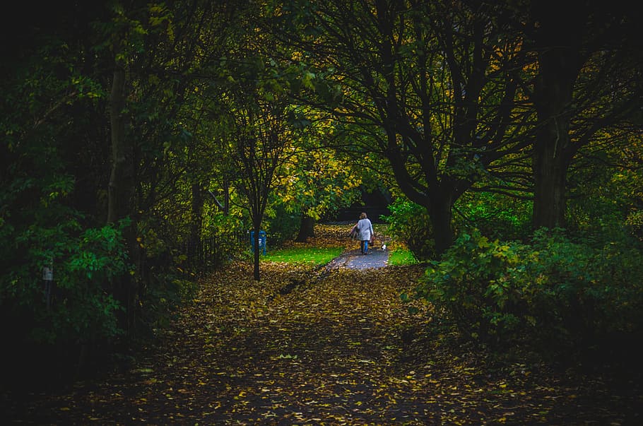Photo of a Person Walking, branches, dark, environment, female HD wallpaper