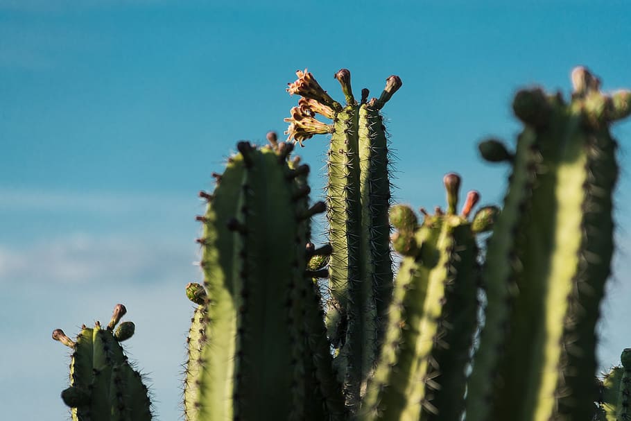 cacti plant, cactus, flower, sky, thorn, blue sky, desert, warm, HD wallpaper