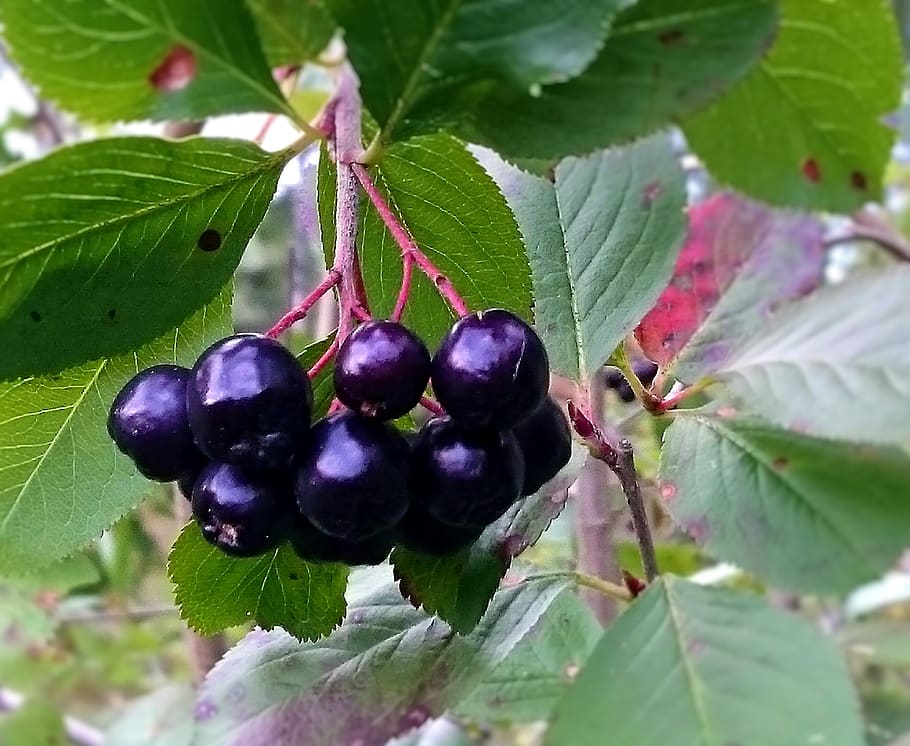 berry, autumn, tree, colours, healthy eating, food and drink HD wallpaper