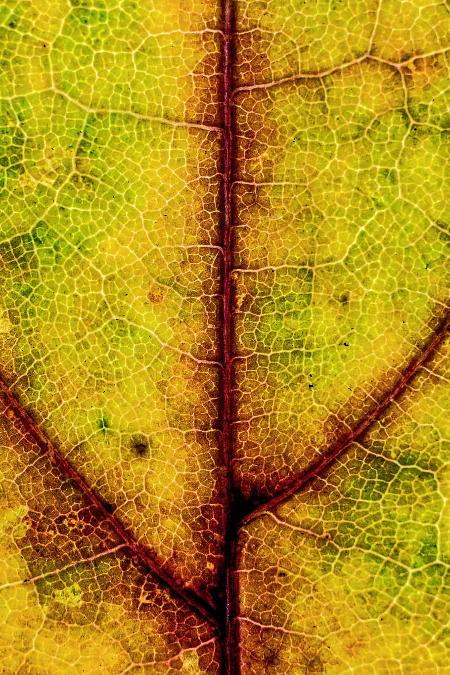 line, fall, nature, macro texture, micro texture, autumn, autumn texture HD wallpaper
