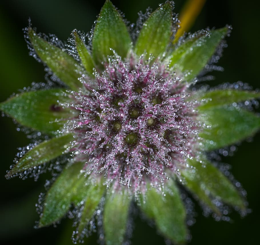Close Up Photo of Purple Flower With Dew, blooming, blur, delicate HD wallpaper