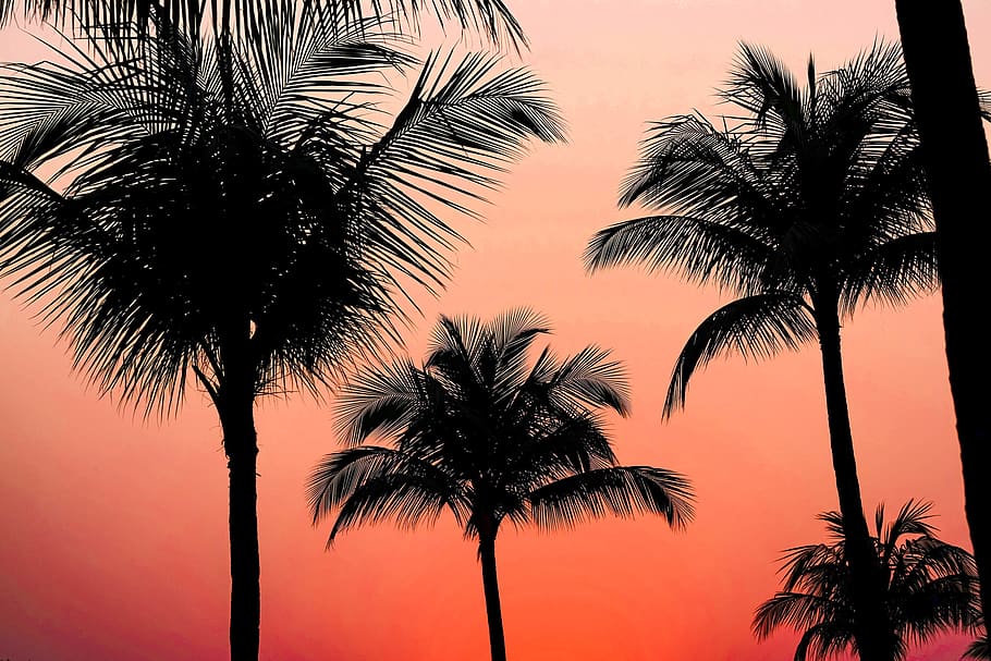 Silhoutte Photography of Coconut Tree, beach, beautiful, coconut trees HD wallpaper
