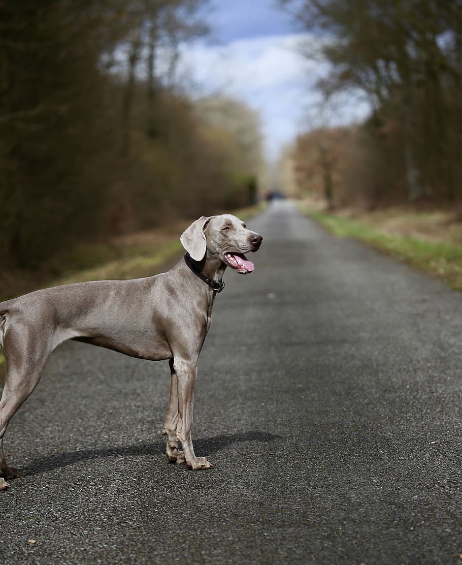 Brown Labrador dog, canine, domestic, one animal, pets, animal themes HD wallpaper