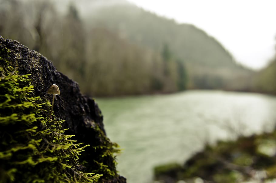 mushroom, water, trees, view, peaceful, plant, nature, no people HD wallpaper