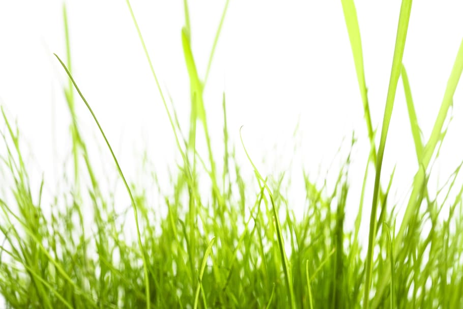 grass, green, white, isolated, meadow, natural, grow, spring HD wallpaper