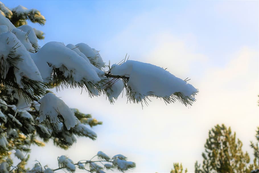 snow, winter, cold, sky, nature, pine, glass, branch, snowy HD wallpaper
