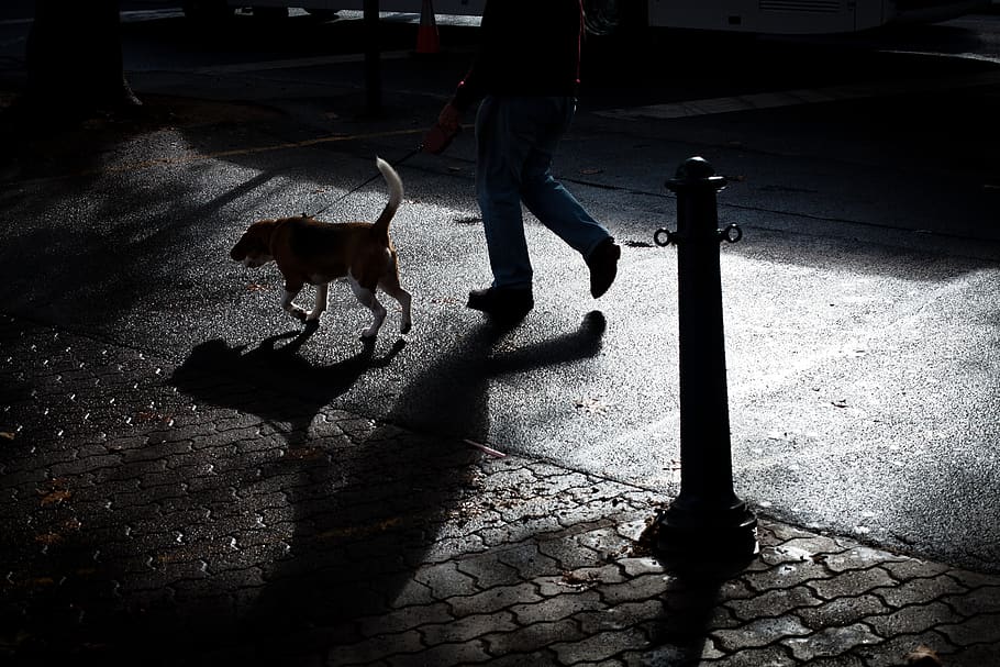 person walking with dog, shadow, mammal, domestic, one animal HD wallpaper