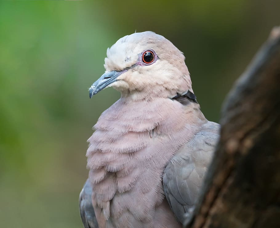 red-eyed dove portrait, bird, avian, animal, beak, nature, wildlife, HD wallpaper