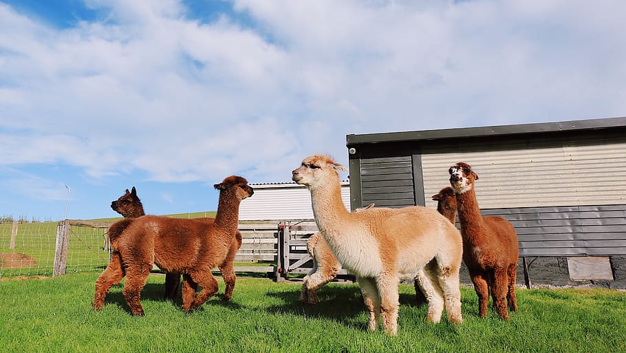 sheeps on grass, alpaca, animal, mammal, llama, blackhead farm HD wallpaper