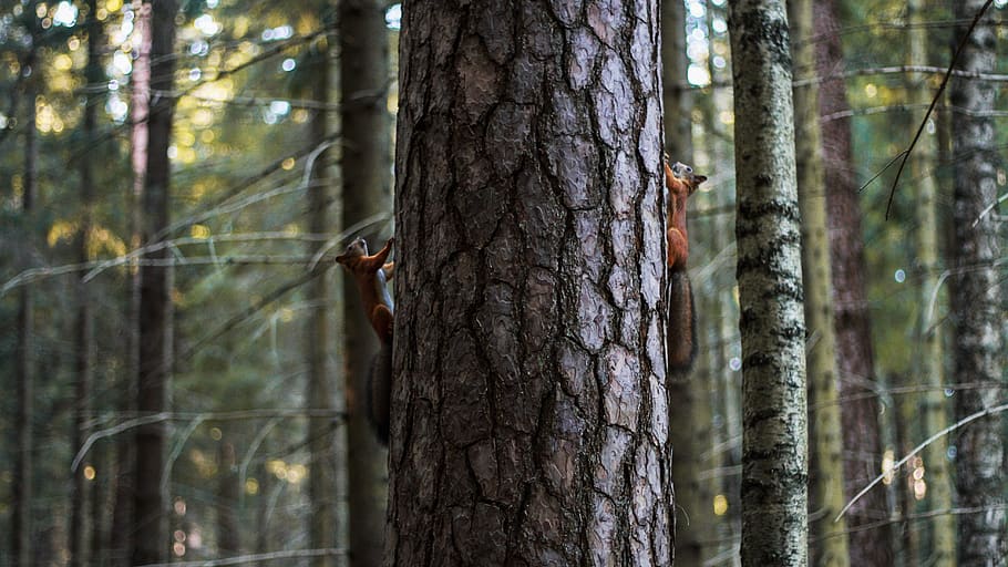birch tree trunk photography, plant, squirrel, mammal, wildlife HD wallpaper