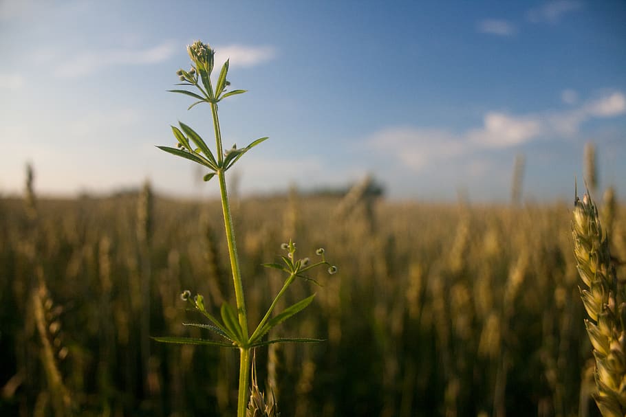 Plant, field, grain, growth, nature, cereal plant, agriculture HD wallpaper