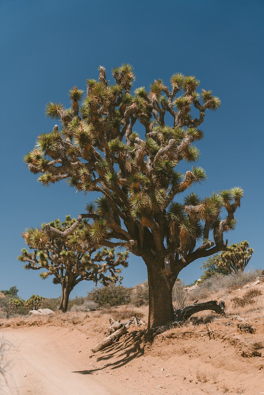 green tree on desert, road, blue sky, nature, outdoors, summer HD wallpaper