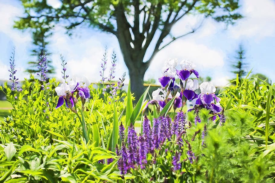 iris, fresh, flower, nature, fragrance, garden, blooming, flowering plant HD wallpaper