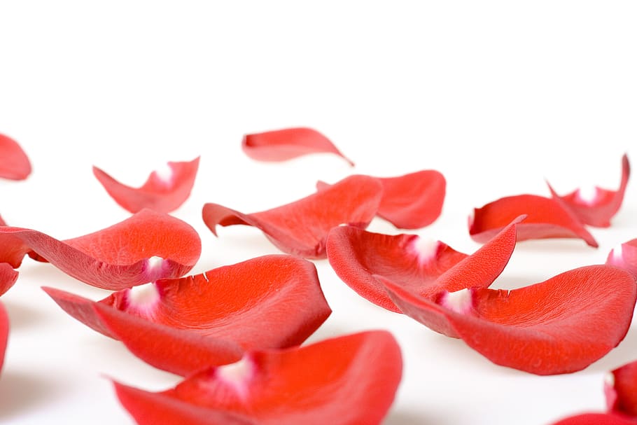 con2011, flower, fresh, gift, isolated, petals, photo, red HD wallpaper