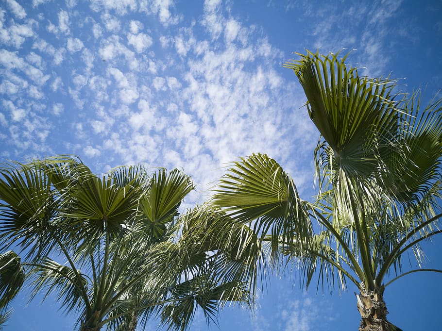 Palm Trees Under Blue Sky, background, clouds, coconut trees HD wallpaper