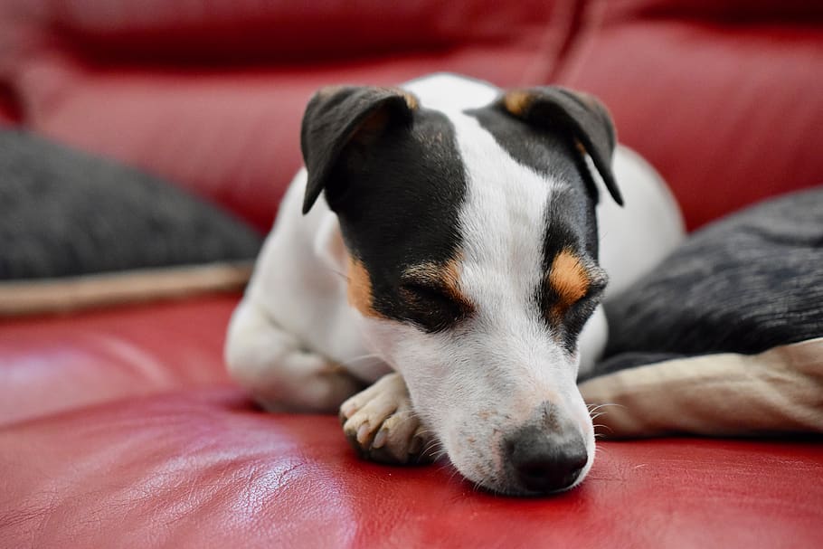 jack russel, dog, sleep, sofa, adorable, funny, one animal HD wallpaper