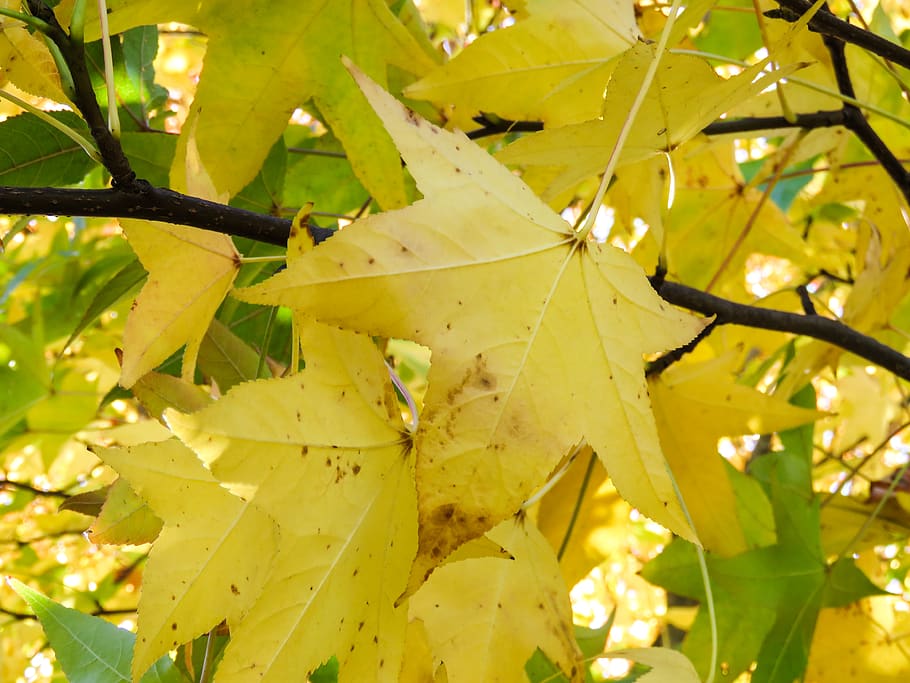 yellow, leaves, branches, leaf, plant part, growth, no people HD wallpaper