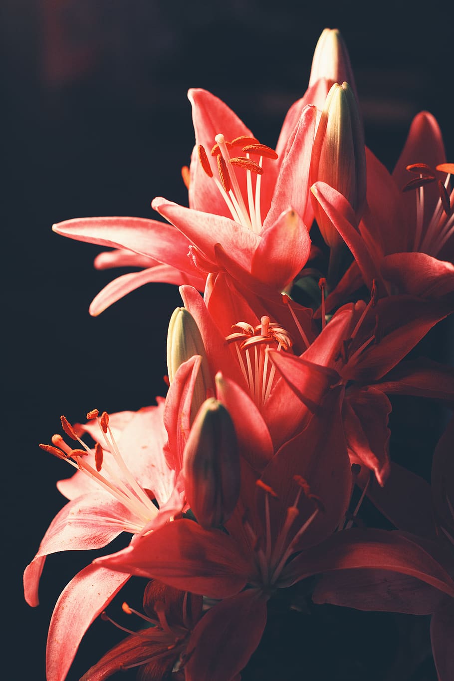 flowering plant, fragility, beauty in nature, vulnerability HD wallpaper