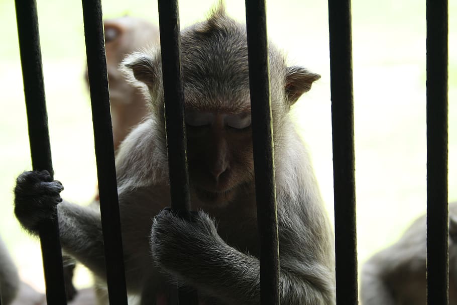 thailand, bangkok, monkey, bar, trap, primate, animal themes HD wallpaper
