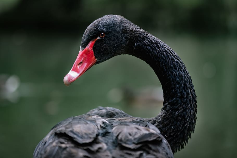 black and grey duck, bird, black swan, waterfowl, animal, żywiec HD wallpaper