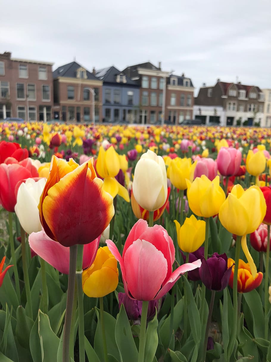 tulips, delft, flowers, colorful, holland, netherlands, house, HD wallpaper