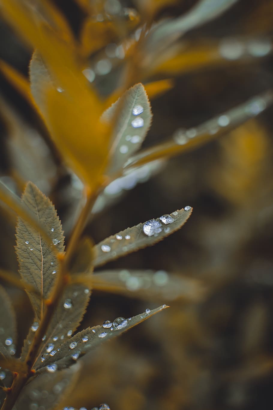 Macro Photography of Green Leafed Plant, blur, close-up, color HD wallpaper
