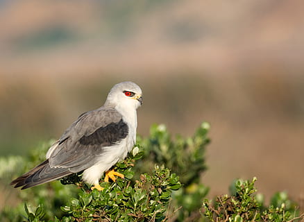 black-winged kite, black-shouldered kite, bird, hawk, wildlife HD wallpaper