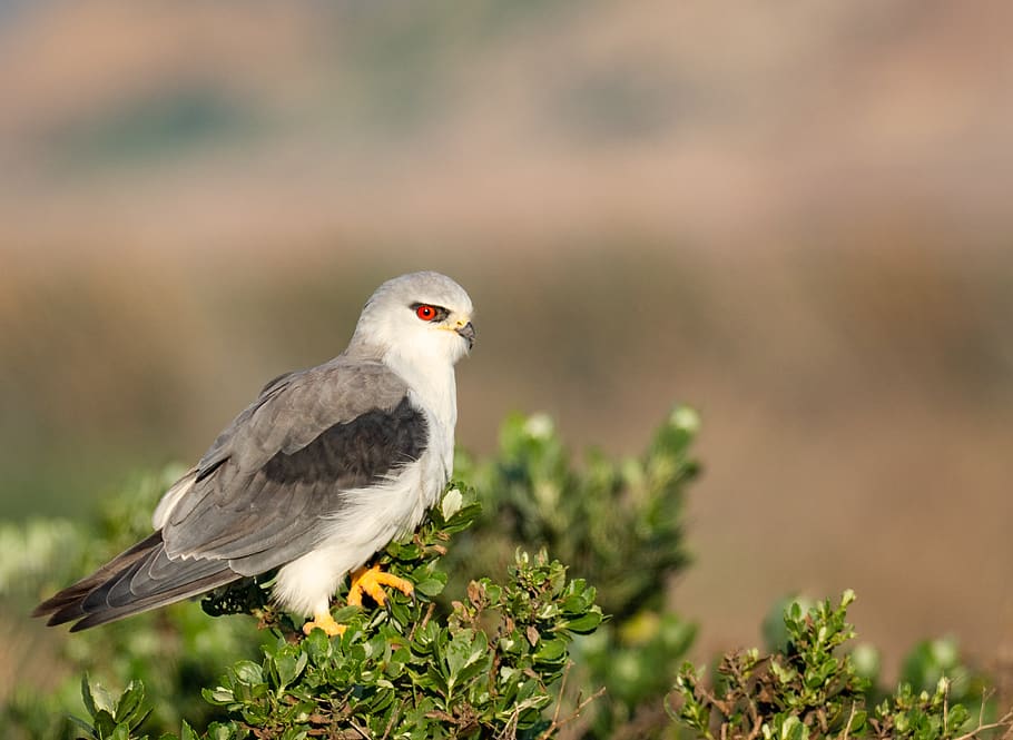 black-winged kite, black-shouldered kite, bird, hawk, wildlife HD wallpaper